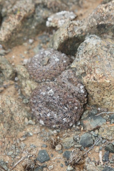neoporteriathelocephalaodieri4.jpg