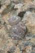 neoporteriathelocephalaodieri4_small.jpg