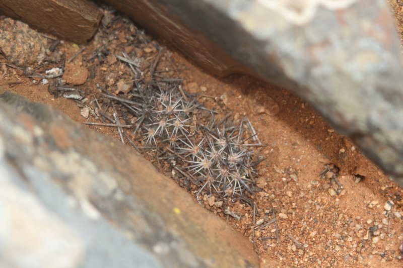 copiaopoaechinoidesjuvenile.jpg