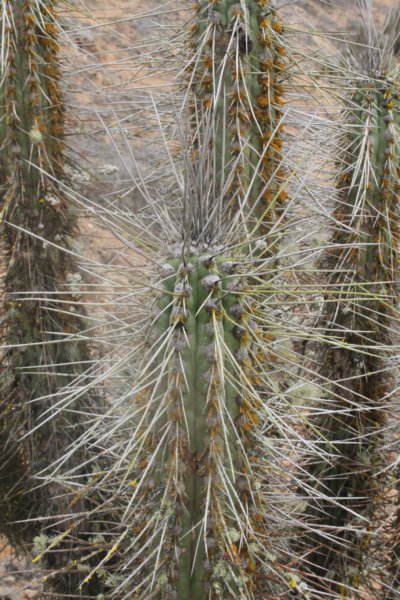eulychniabreviflora.jpg