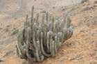 eulychniabreviflora2_small.jpg