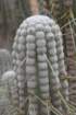 eulychniabreviflora4_small.jpg