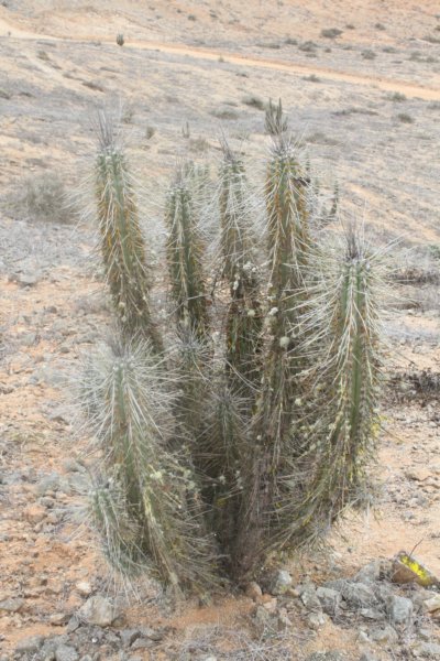 eulychniabreviflora5.jpg