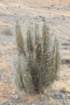 eulychniabreviflora5_small.jpg