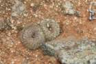neoporteriathelocephalaodieri_small.jpg