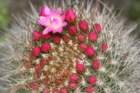 neoporteriasubgibbosavarcastanea4_small.jpg