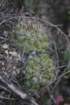 neoporteriasubgibbosavarcastanea5_small.jpg