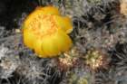 cumulopuntiasphaerica_small.jpg