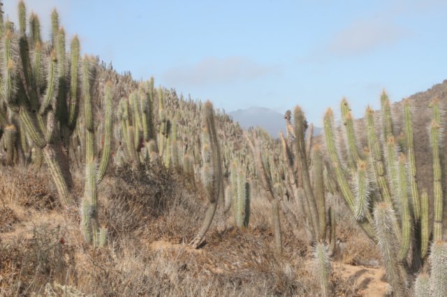eulychniabreviflora.jpg