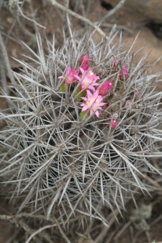 neoporteriasubgibbosa.jpg