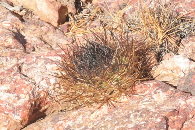 neoporteriasenilis.jpg