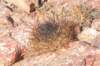 neoporteriasenilis_small.jpg