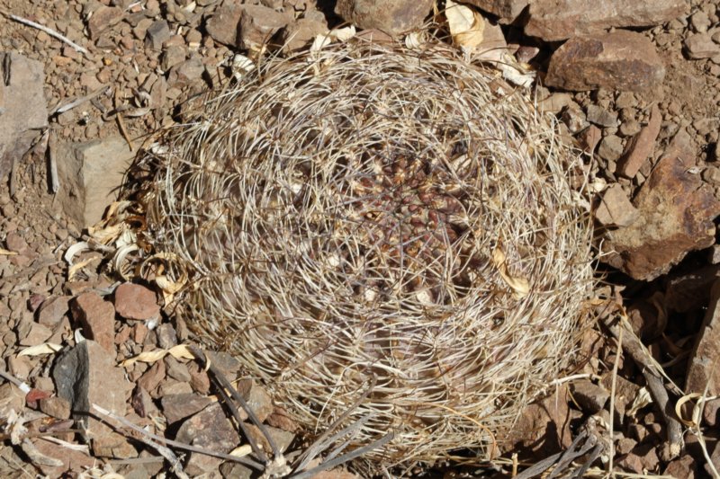 neoporteriacurvispinalimariensis.jpg