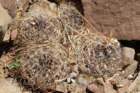 neoporteriacurvispinalimariensis3_small.jpg