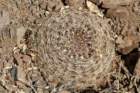 neoporteriacurvispinalimariensis_small.jpg