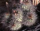 losvilos_small.jpg