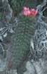 neoporteriasubgibbosa_small.jpg