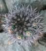neoporteriasubgibbosacs34_small.jpg