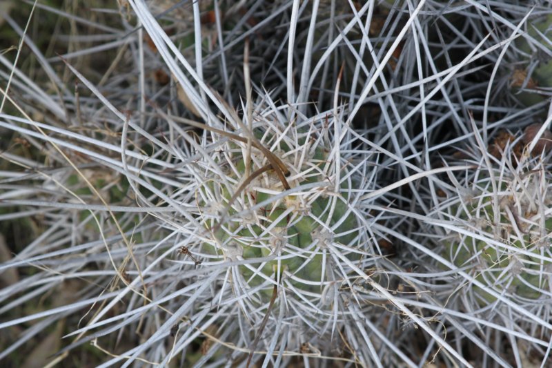 trichocereuschiloensis.jpg