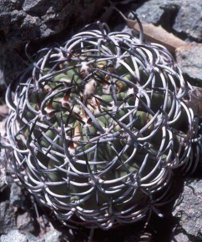 eriosyceaurata.jpg