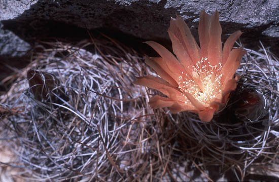 neoporteriaeriosyzoides.jpg