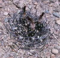 neoporteriaeriosyzoides2_small.jpg