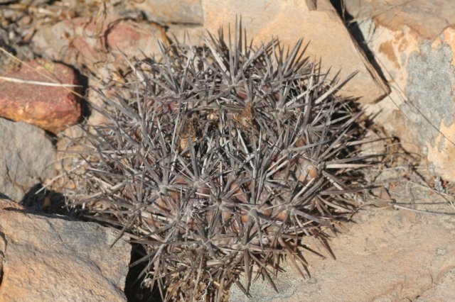 neoporteriaodoriflora.jpg
