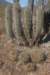 neoporteriasubgibbosaforegroundtrichocereuschilensisrear_small.jpg