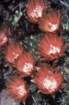 neoporteriacurvispina3_small.jpg