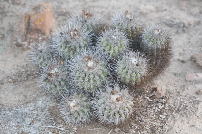 copiapoacoquimbana.jpg