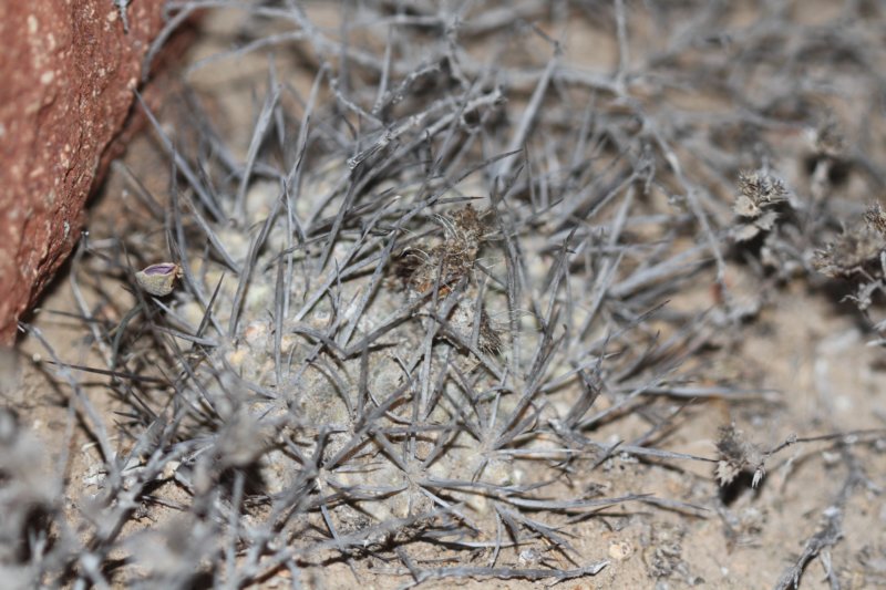 neoporteriaheinrichianadeherdtianatrapichensis.jpg
