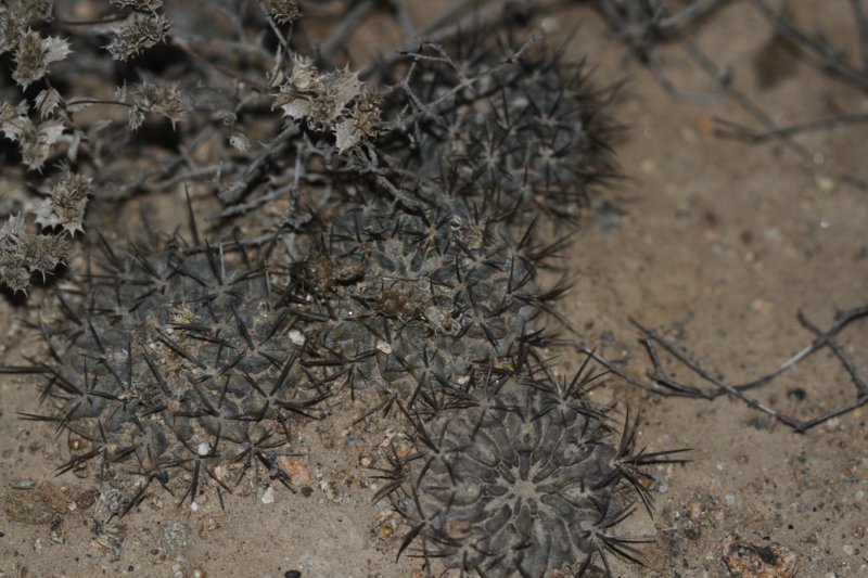 neoporteriaheinrichianadeherdtianatrapichensis3.jpg