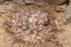 neoporteriaheinrichianadeherdtianatrapichensis3_small.jpg