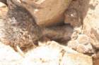 neoporteriaheinrichianadeherdtianatrapichensis4_small.jpg