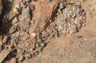 thelocephalanapinavarriparia2_small.jpg