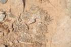 thelocephalanapinavarriparia_small.jpg