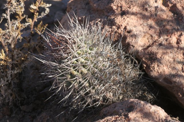 arequipahempelianus.jpg