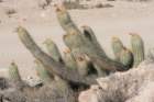 oreocereusvariicolor_small.jpg