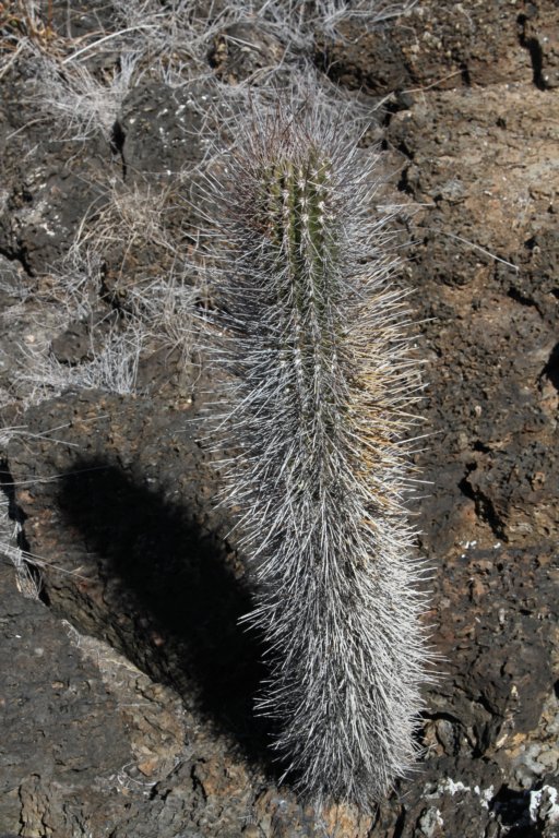 jasminocereusthouarsii2.jpg