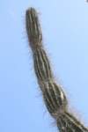 jasminocereusthouarsii_small.jpg