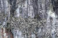 opuntiagalapageiavarhellerii_small.jpg