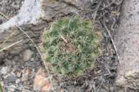 mammillariagigantea_small.jpg