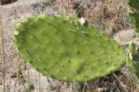 opuntialeucotricha_small.jpg