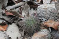 echinocereusacifer_small.jpg
