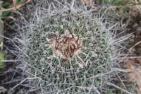 echinofossulocactusochoterenaus2_small.jpg