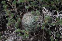 mammillariajaliscana2_small.jpg