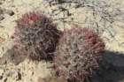 ferocactusfordiivarborealis_small.jpg