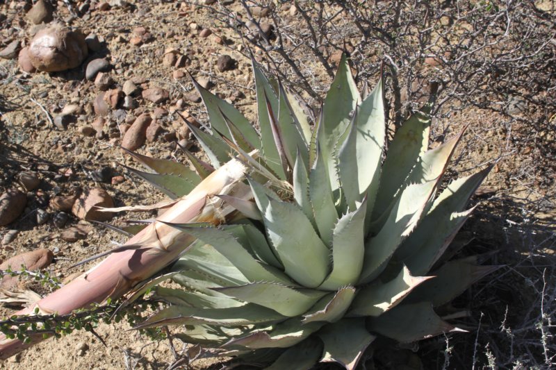 agavesebastiana.jpg