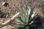 agavesebastiana_small.jpg