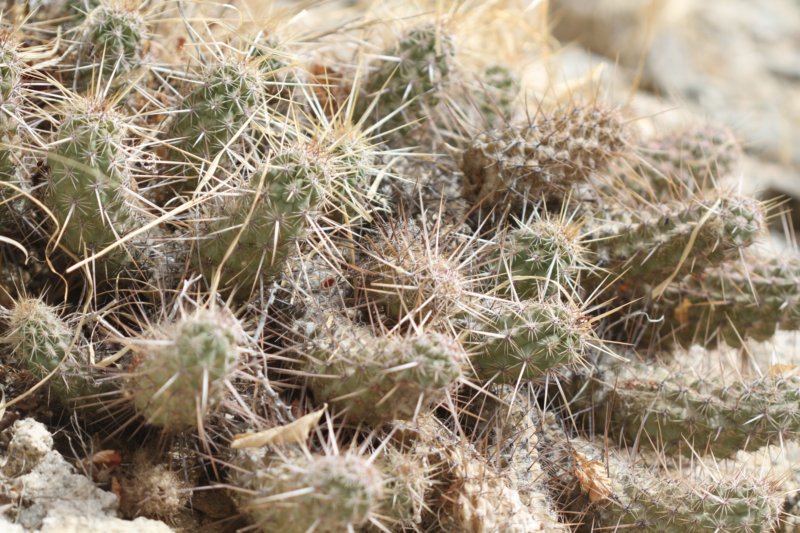 echinocereusbrandegeei2.jpg